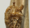 CollectionObject 1535938; ce3eb6ac-4cc0-492d-8d20-16df82832308: male abdomen tip, ventral view syntype). (CollectionObject).