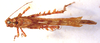 CollectionObject 1543555; dbf2aa70-cd2e-4bb8-a3d6-a142dc00a46c: male, dorsal view (syntype). (CollectionObject).