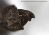 CollectionObject 1580917; 03152150-e851-4ed5-8604-ed8abe0f3e39: copyright FRCS, Sabah. male: posterior view anal segment (holotype). (CollectionObject).