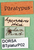 labels (syntype). Depicts CollectionObject 1502674; a77dd5c6-7fdc-4771-a2c7-db76ba49849b, a CollectionObject.