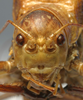 CollectionObject 1520806; 7d75b36a-7497-422a-95cd-14a5ff2f7771: male, frontal view (paratype). (CollectionObject).