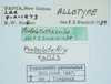 CollectionObject 1583399; 337eebf6-6225-4ef7-9518-d97c46528136: female, labels (allotype of Probolotettix exilis). (CollectionObject).