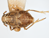Habitus, dorsal view: !! display not done !! on Pissonotus frontalis (Crawford, 1914): (Observation).