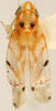 Habitus, dorsal view on Erythroneura triapitsyni Dmitriev & Dietrich, 2007: Habitus (holotype, INHS collection). (Observation).