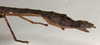 CollectionObject 1556913; 09d60621-39da-4199-83eb-5e1fb51337db: copyright NMW, Vienna. female: end of abdomen, lateral view of Perisceles modestus (holotype). (CollectionObject).