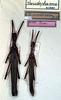 CollectionObject 1561403; 3d156d3b-af5b-4a18-b139-68d91ba4739a: copyright NMW, Vienna. male and female (syntypes). (CollectionObject).;CollectionObject 1561404; c36e2763-3fe4-4647-8824-e2c0046593c5: copyright NMW, Vienna. male and female (syntypes). (CollectionObject).