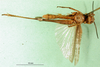 CollectionObject 1569170; 547c5756-0a52-4f51-bdc6-546df7ea8af4: male, ventral view (paratype). (CollectionObject).