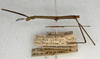 CollectionObject 1557091; NMW 394, 3375e64a-7c13-40fa-aea4-757c9f7aa7e3: copyright NMW, Vienna. female, lateral view (holotype). (CollectionObject).