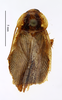 Blattella lobiventris (Saussure, 1895): CC BY-NC-ND 4.0/MNHN - Depraetere Marion - 2014. Type, female, of stylifera Chopard, 1938. Specimen number: MNHN-EP-EP1827. http://coldb.mnhn.fr/catalognumber/mnhn/ep/ep1827. (Otu).