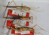 CollectionObject 1564047; 53b23d03-29cb-4965-b654-8b6c1652cf1c: copyright USNM, Washington. (CollectionObject).