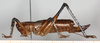CollectionObject 1544734; ccaba8df-d1b2-47c4-b5a6-54f8248a5dec, cbt017s07: female, lateral view (paratype). (CollectionObject).