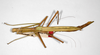 CollectionObject 1558428; 422080b7-dbed-4c79-985f-ff7f31ace417: copyright MNHU, Berlin. female, dorsal view (syntype). (CollectionObject).;CollectionObject 1558429; 33a8bc7e-ff9e-4ab1-a245-de2b3d4f57d2: copyright MNHU, Berlin. female, dorsal view (syntype). (CollectionObject).