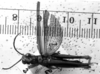 CollectionObject 1574949; e1a5a59d-cc17-4910-9b4a-7a28fcd565a2: Image Carbonell, C.S. male, dorsal view. (CollectionObject).