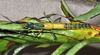 Megacrania tsudai Shiraki, 1933: copyright P.D. Brock. female natural colours, culture stock Taipei Zoo. (Otu).