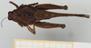 CollectionObject 1543428; 4fff8296-0a0d-4af4-8fa4-cae2c07ab463, NHMUK010924469: female (holotype), dorsal view. (CollectionObject).
