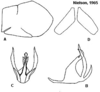 Pygofer appendages: !! display not done !! on Cuerna alba Oman & Beamer, 1944: <b>A</b>, male pygofer lateral aspect; <b>B</b>, aedeagus lateral aspect; <b>C</b>, aedeagus caudal aspect; <b>D</b>, female internal sternum VIII. All from paratypes. (Observation).