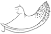 Fig. 11 (after allotype). ovipositor (length 6.8 mm). Depicts Arethaea ambulator Hebard, 1936, an Otu.