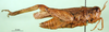female, lateral view (paralectotype). Depicts CollectionObject 1589444; 13fdb190-6f53-4065-9f00-5cbe08423566, a CollectionObject.