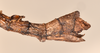 CollectionObject 1559873; d194b348-a9c4-422d-bd8a-3074012801cd: copyright UMO. female: end of abdomen, lateral view (holotype). (CollectionObject).