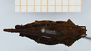 CollectionObject 1506065; 1528f4cf-e287-4ea2-8768-96e44bb276a9: female, dorsal view (holotype of Scabrotettix biolleyi). (CollectionObject).