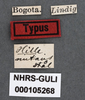 Other on Ennya nutans (Stål, 1870): (Observation).