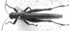 CollectionObject 1502917; 2e849277-0bff-4010-8d78-a65091a5ab85: Image Carbonell, C.S. female, dorsal view (Acridium coelestre). (CollectionObject).