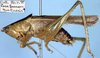 CollectionObject 1531535; 6a6e5aee-c08f-4ea4-a82b-dc30dabdc301: male, lateral view (syntype). (CollectionObject).