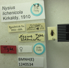 Nysius lichenicola Kirkaldy, 1910: Nysius lichenicola. Syntype. (BMNH) - (CC BY-NC 4.0) Photo by Stuart Cole, reproduced with permission from the Natural History Museum, London, UK. (Otu).