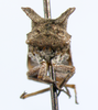 Microcentrus Stål, 1870: _Microcentrus perditus_. (Otu).