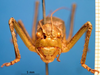 CollectionObject 1530823; 12f23fb9-7f6c-4ab3-9ed7-baf281442476: male frons (allegedly syntype of Ephippiger seoanei). (CollectionObject).