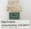 CollectionObject 1531633; ffd116de-21d6-428b-8431-3b74d950107b: labels (holotype). (CollectionObject).