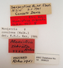 CollectionObject 1504683; 3e33759e-dddd-41ca-bd8b-45d99d62d8f5: female, labels (holotype of Monistria zebrata). (CollectionObject).