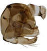 Pygofer, lateral view on Anuihuajianga pyramidalis Zhang & Song, 2022: (Observation).