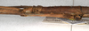 CollectionObject 1559723; 685627d8-5ca6-46f8-a952-b27108b6a706: copyright NHMW, Vienna. female: head and thorax, lateral view (paratype). (CollectionObject).
