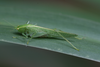 Amytta pellucida Karsch, 1888: female (Tanzania). (Otu).