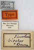 CollectionObject 1534631; 8cd11505-d7f4-4a3c-bba4-3379692a6d64: labels (holotype). (CollectionObject).