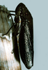 Habitus, dorsal view on Cuerna sayi Nielson, 1965: U.S.A., Montana, Jefferson Co., 0.3 mi SW of Whitehall. Photo: R. Rakitov. (Observation).