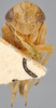 Head on Cyanidius cyanescens (Emeljanov, 1962): Holotype. (Observation).