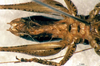 CollectionObject 1505304; 4ba5ef3e-cff3-47d0-bc1f-209e296f20a0: male, ventral view (holotype). (CollectionObject).