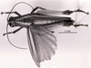 CollectionObject 1566402; eb2a1b93-0ee3-4daf-903c-ae2129c9225d: Image C.S. Carbonell. female, dorsal view. (CollectionObject).