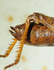 CollectionObject 1498698; e635f42f-e230-4b9e-b777-9f05fe07814c: female abdomen tip, lateral view. (CollectionObject).