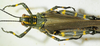 female, dorsal view. Depicts CollectionObject 1498721; 106d49af-57fa-4590-95fd-480de7b96acb, a CollectionObject.