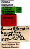 CollectionObject 1505073; c93b0f74-acfc-47db-b5b6-e9eca7e1fb59: labels (syntype). (CollectionObject).