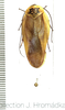 Gynopeltis neavei Shelford, 1909: (Otu).