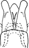 Subgenital plate: !! display not done !! on Kunzeana aurulenta (Lawson, 1930): Subgenital plates. (Observation).