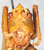 CollectionObject 1576556; NMW 21100, ce679188-12cb-4c38-afcd-2f2d98f3e243: female, frontal view. (CollectionObject).