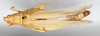 CollectionObject 1580370; 4fba012a-eaca-4828-b4bb-c4433ac2a9f0: female, dorsal view (paralectotype). (CollectionObject).