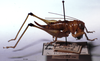 CollectionObject 1534686; MZPW 3225228, a23a347b-1ced-4582-a51d-46eadca0eb38: female, lateral view. (CollectionObject).