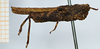 CollectionObject 1506057; 7b80c58c-b61c-4111-9773-dd2630ba0784: female, lateral view (holotype of Mazarredia indotata). (CollectionObject).