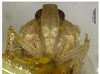 Head on Catonidia daozhenensis Chen & He, 2009: (Observation).
